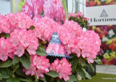 A real eye-catcher at the Hortinno stand, the XXL Rhododendron. There are various colours on the way.